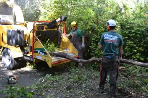 tree services Lake Park